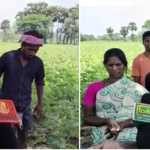 Damage to cotton crop due to summer rains… Farmers are suffering… Request to the government for relief..