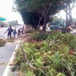 Maintenance work on national and state highways for road safety – Removal of tree branches in center median area of Chengalpattu highway-p2