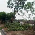 Maintenance work on national and state highways for road safety – Removal of tree branches in center median area of Chengalpattu highway-p3