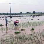 North State women workers who have set foot in agricultural work – local agricultural laborers in Papanasam area in fear-p1