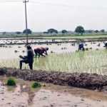 North State women workers who have set foot in agricultural work – local agricultural laborers in Papanasam area in fear-p2