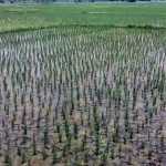 North State women workers who have set foot in agricultural work – local agricultural laborers in Papanasam area in fear-p3