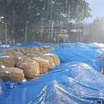 2000 bales of cotton soaked in rain and damaged in Tiruvarur government regulation sale hall-p5