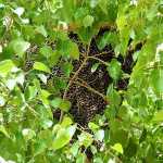 KG Kandigai Government Higher Secondary School teacher and cook injured by bees-p1 (2)