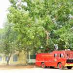 KG Kandigai Government Higher Secondary School teacher and cook injured by bees-p3 (2)