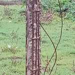 The danger caused by the damage to the high voltage pole near Meenjoor-p1 (2)