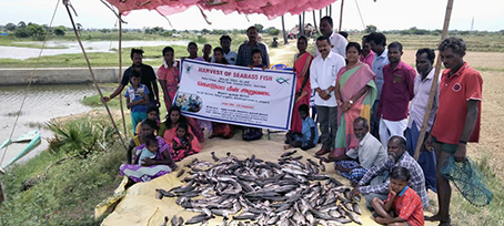 Kodua fish harvest festival held at Kattur, Tiruvallur district...-2