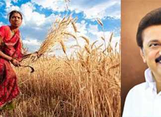 விவசாயிகளுக்கு நெல்லிற்கான குறைந்தப் பட்ச ஆதார விலையுடன் தமிழ்நாடு அரசின் ஊக்கத்தொகையினை சேர்த்து வழங்கிட முதலமைச்சர் ஸ்டாலின் ஆணை …