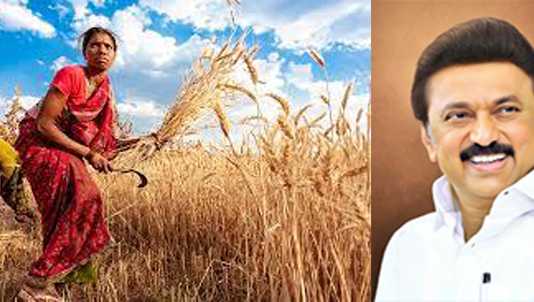 விவசாயிகளுக்கு நெல்லிற்கான குறைந்தப் பட்ச ஆதார விலையுடன் தமிழ்நாடு அரசின் ஊக்கத்தொகையினை சேர்த்து வழங்கிட முதலமைச்சர் ஸ்டாலின் ஆணை …