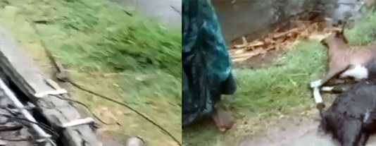 புளியஞ்சேரி கிராமத்தில் பலத்த காற்றுடன் பெய்த கனமழை : மின்கம்பம் சாய்ந்து விழுந்ததில் ஒரு மாடு உட்பட ஐந்து ஆடுகள் பலி