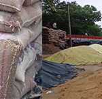 Paddy bags worth several lakhs in the temporary paddy procurement stations in Thiruvidaimarudur district were damaged by the rain-4