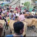 Hundreds of cows and bulls and their calves took part in the Arasavananda village herd-telling ceremony-p1