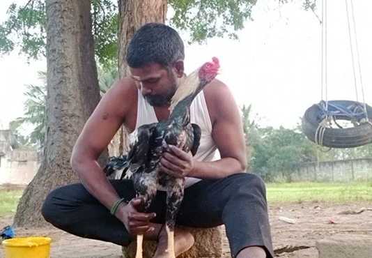 சேவல் சண்டைப் போட்டிக்கு தயாராகும் தங்கானூர் கிராமம் : போட்டிக்கு சேவலை தயார் படுத்தும் பணி படுதீவிரம் …