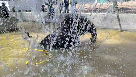 ரூ.45 இலட்சம் மதிப்பீட்டில் மயிலாடுதுறை மாயூரநாதர் திருக்கோயில் அபயாம்பிகை யானைக்கு கட்டப்பட்டுள்ள நீச்சல் குளம் மற்றும் ஓய்வறை திறப்பு விழா : ஷவர் பாத்தில் துள்ளிக் குதித்து நீராடிய யானையின் சேஷ்டையை கண்டு ரசித்த மக்கள் …