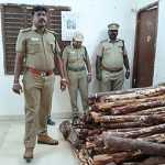 Sheep logs worth Rs. 2 lakhs were hoarded in Alappakkam village – Senggunram forest stock guards are investigating the mysterious persons involved in the smuggling-ஜ1