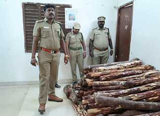ஆலப்பாக்கம் கிராமத்தில் பதுக்கி வைக்கப் பட்டிருந்த ரூ.2 லட்சம் மதிப்பிலான செம்மரக் கட்டைகள் : கடத்தலில் ஈடுப்பட்ட மர்ம நபர்கள் குறித்து செங்குன்றம் வனச்சரக காவலர்கள் விசாரணை ..