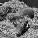 2 persons carrying dead cow in cargo vehicle – Police in Nachiarko shocked by investigation…p