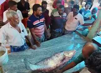 அதிராம்பட்டினம் மீன் மார்க்கெட்டில் ஒரு லட்சத்து 87 ஆயிரத்து 700 ரூபாய்க்கு ஏலம் போன 25 கிலோ எடை கொண்ட மீன் : மீனவர்கள் மத்தியில் ஏற்பட்ட பரபரப்பு …