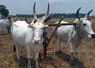 மாவடுகுறிச்சியில் காஞ்சிபுரம் ஸ்ரீசங்கர மடத்தின் கிளை சார்பில் நடைப்பெற்ற சித்திரை முதல் நாள் பொன்னேர் எனப்படும் நல்லேர் பூட்டும் நிகழ்ச்சி …
