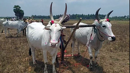 மாவடுகுறிச்சியில் காஞ்சிபுரம் ஸ்ரீசங்கர மடத்தின் கிளை சார்பில் நடைப்பெற்ற சித்திரை முதல் நாள் பொன்னேர் எனப்படும் நல்லேர் பூட்டும் நிகழ்ச்சி …