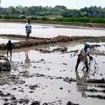 Tractor overturned in a field near Papanasam