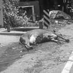 Pasumadu dies due to electrocution due to downed power line during accident in Kumbakonam-p3