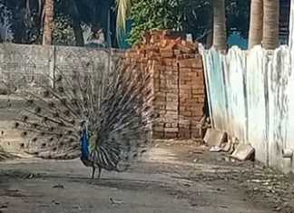 சீர்காழி அருகே கருமேகங்களை கண்டு தோகை விரித்தாடிய மயில் … கைப் பேசியில் காட்சிகளை பதிவு செய்து சமூக வலைத் தளங்களில் பதிவிடும் மக்கள் …