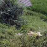 Mysterious assailants cut and killed an unidentified youth near Swamimalai and dumped the body in a field-p3